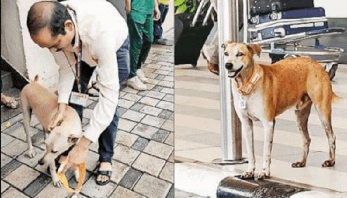 मुंबई: एयरपोर्ट के बाहर 20 आवारा कुत्तों को क्यूआर कोड वाले 'आधार' कार्ड दिए गए